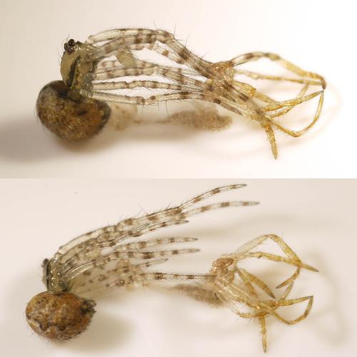 Theridion sp.